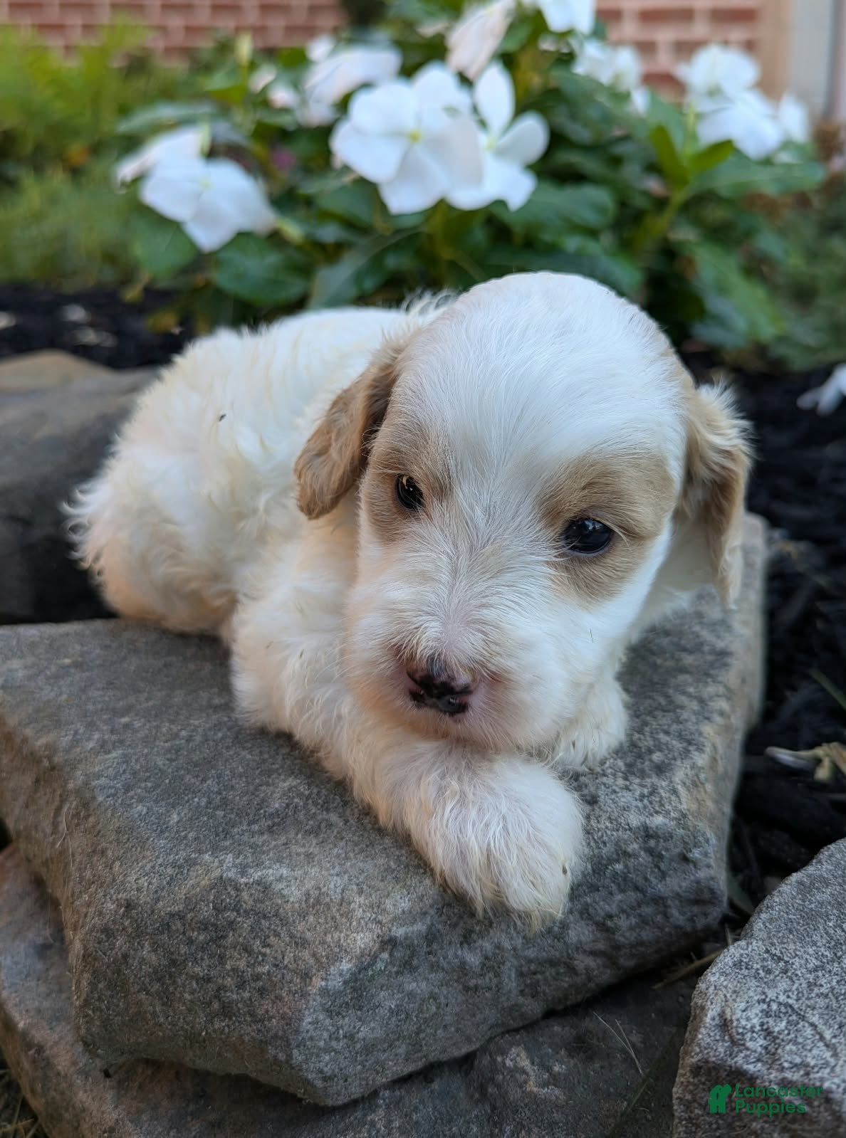 Mini Goldendoodle dogs Piper F1B - Ad 1