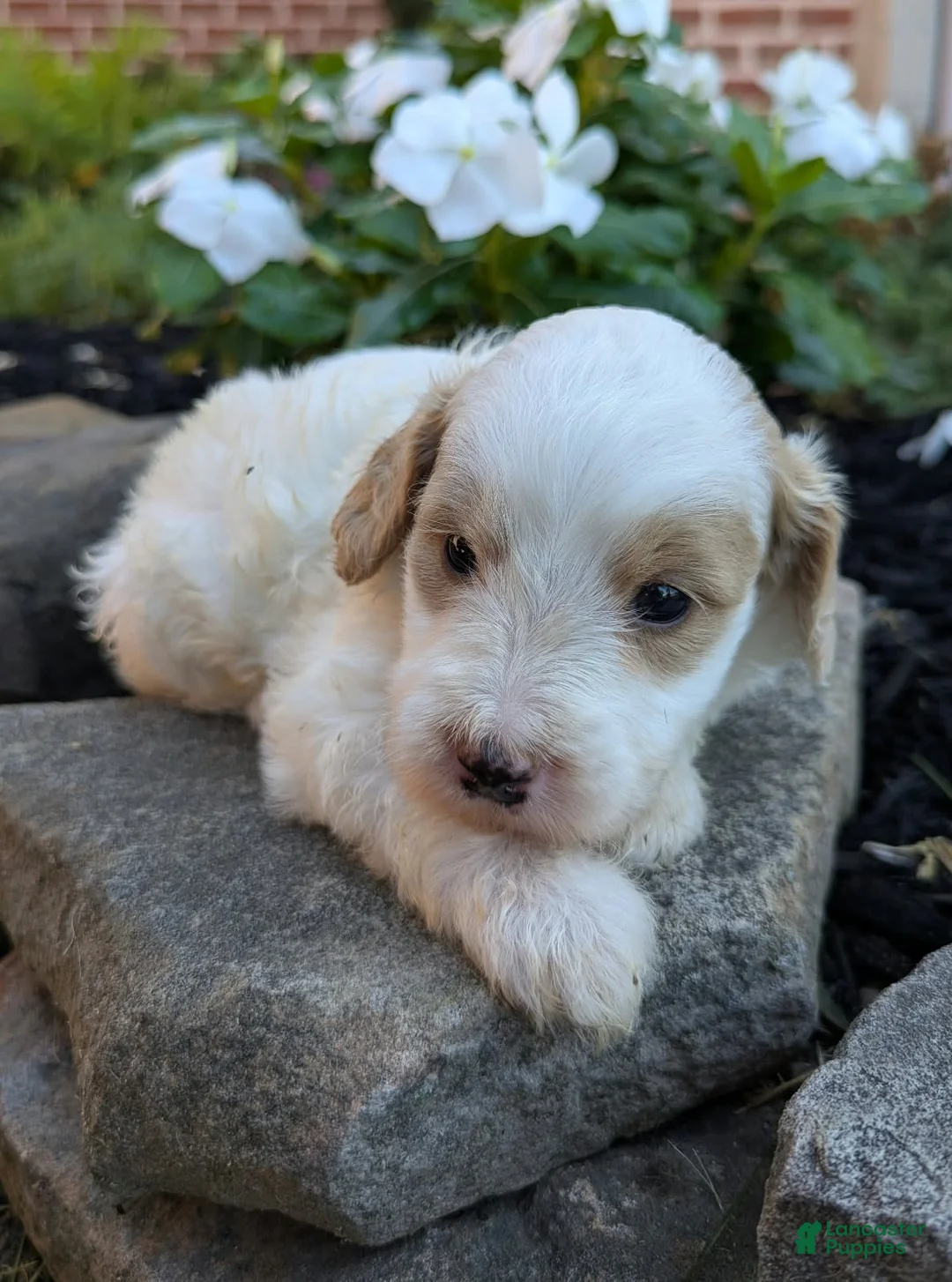 Mini Goldendoodle dogs for sale: Piper F1B - Ad 1