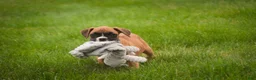 Boxer dogs for sale: Gemma - Ad 8