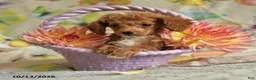 Toy Poodle dogs for sale: Bobby - Ad 1