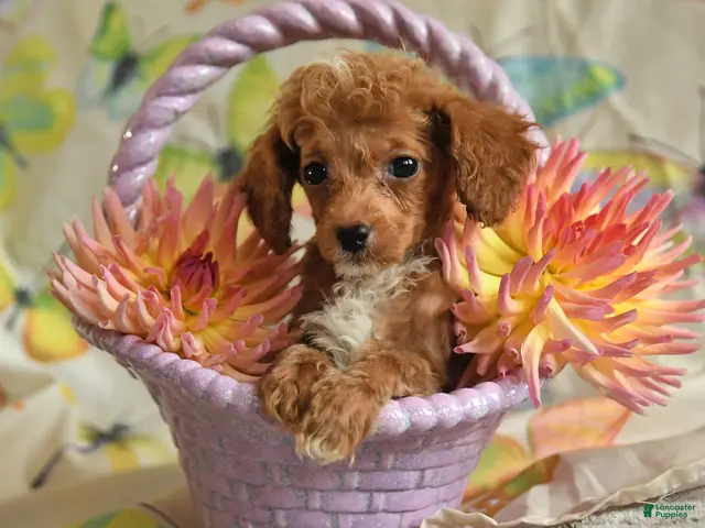 Toy Poodle dogs for sale: Bobby - Ad 1