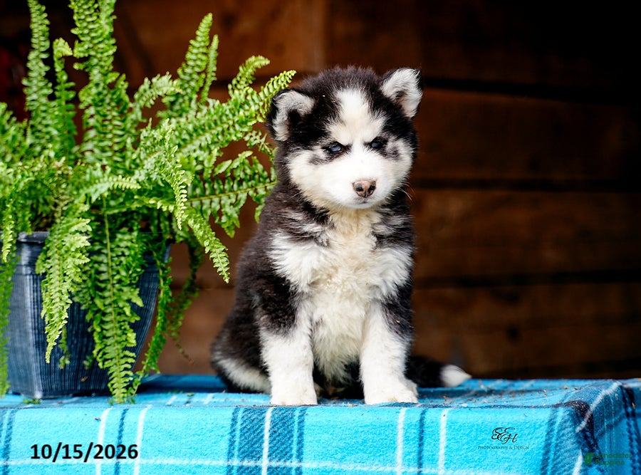 Pomsky dogs Ryan - Ad 2