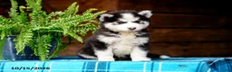 Pomsky dogs for sale: Ryan - Ad 2