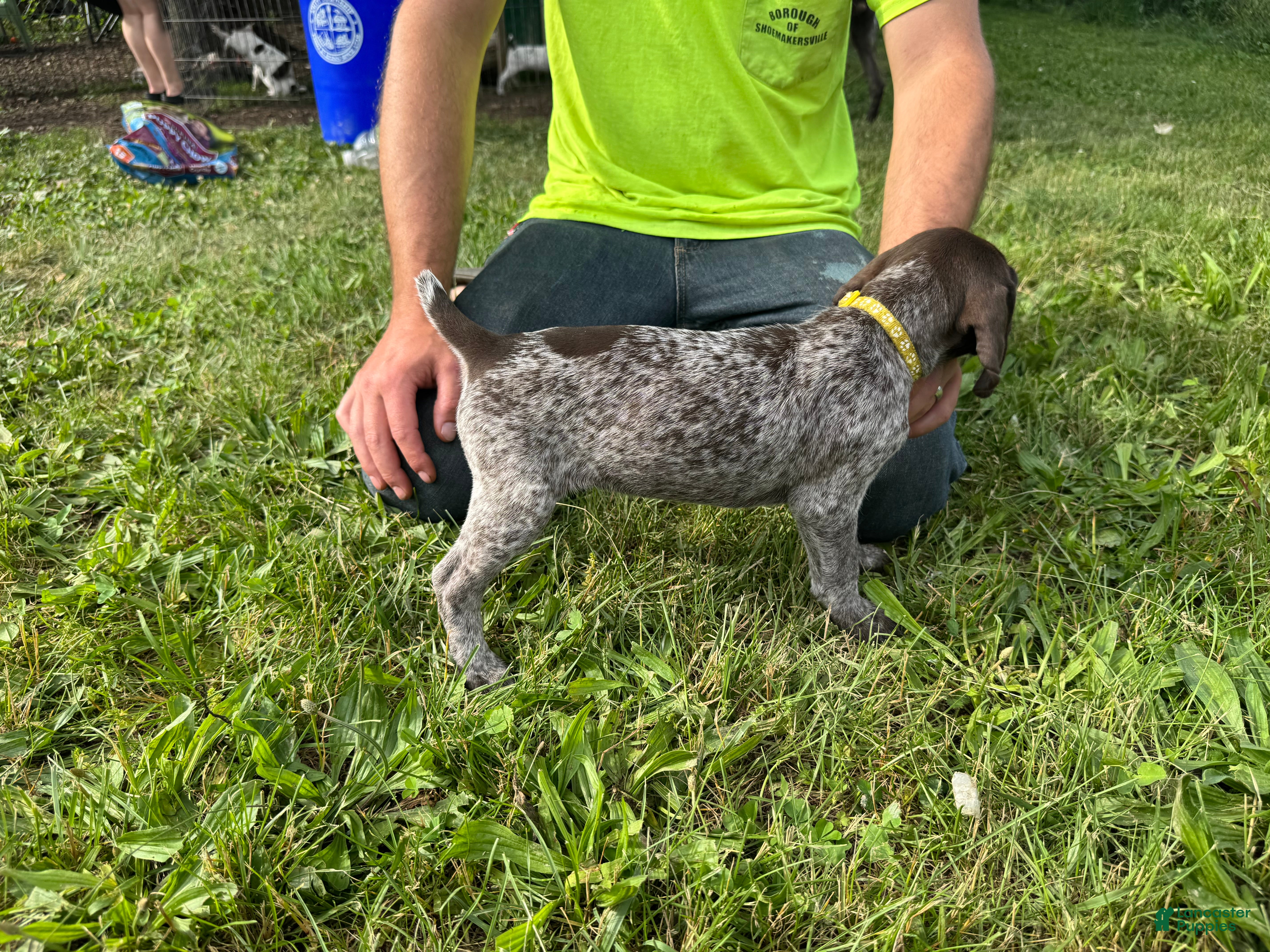 German Shorthaired Pointer dogs Yellow Girl - Ad 2