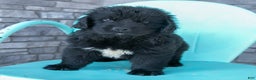 Newfoundland dogs for sale: Hugo - Ad 4