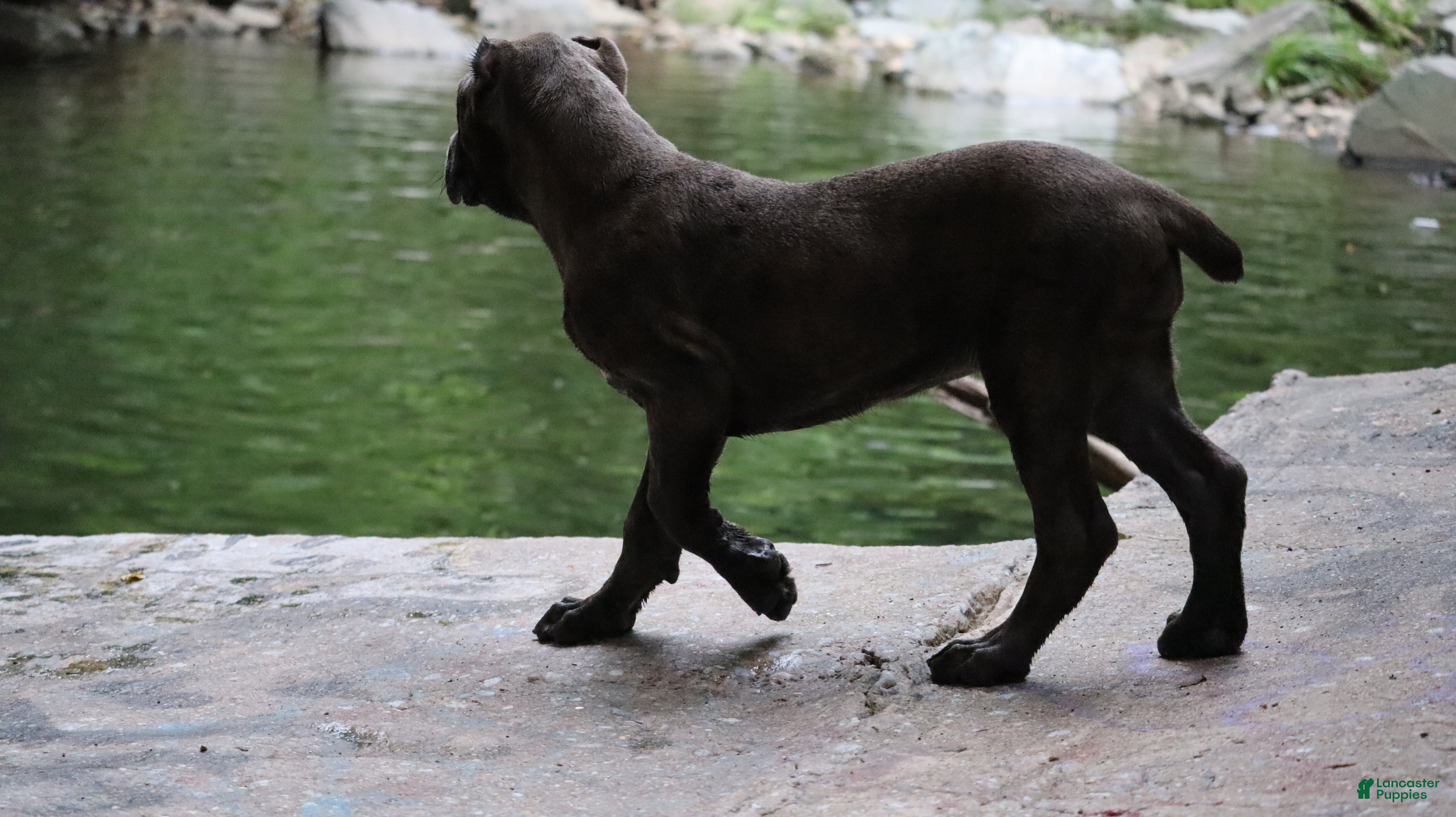 Cane Corso dogs Ceres - Ad 2