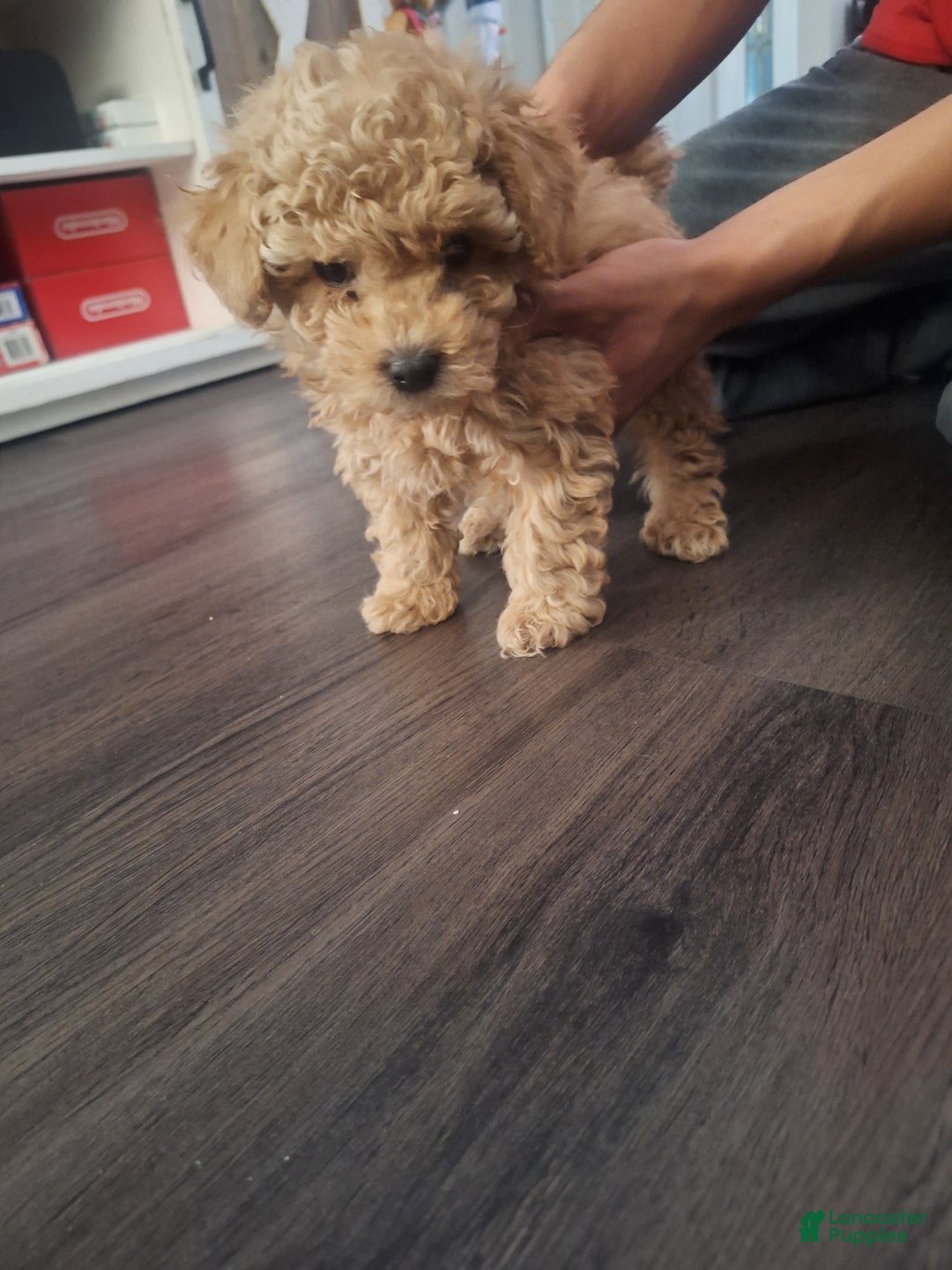 Toy Poodle dogs for sale: Brownie  - Ad 6