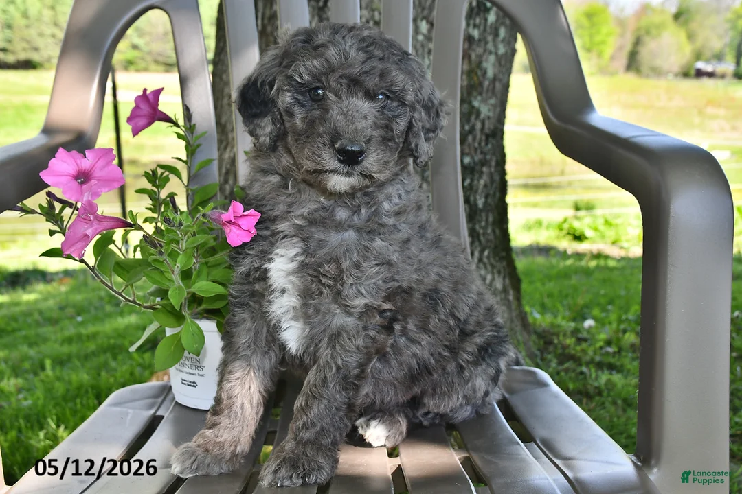 Goldendoodle dogs for sale: Murphy - Ad 2