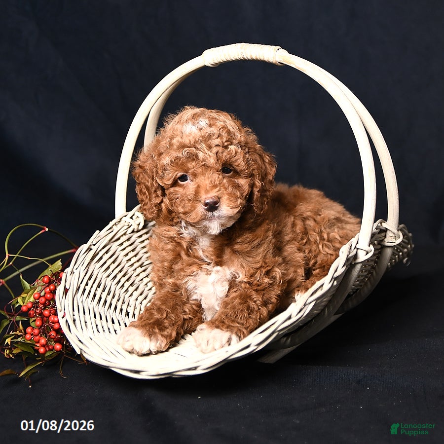 Toy Poodle dogs Moose - Ad 18