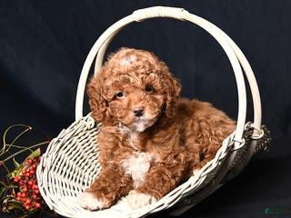 Toy Poodle dogs Moose - Ad 18