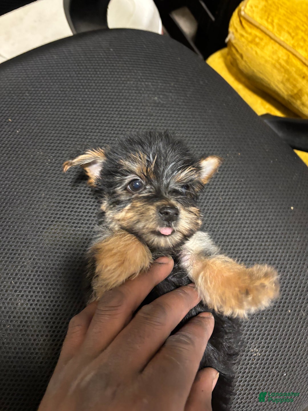Yorkshire Terrier dogs for sale: Copper - Ad 3