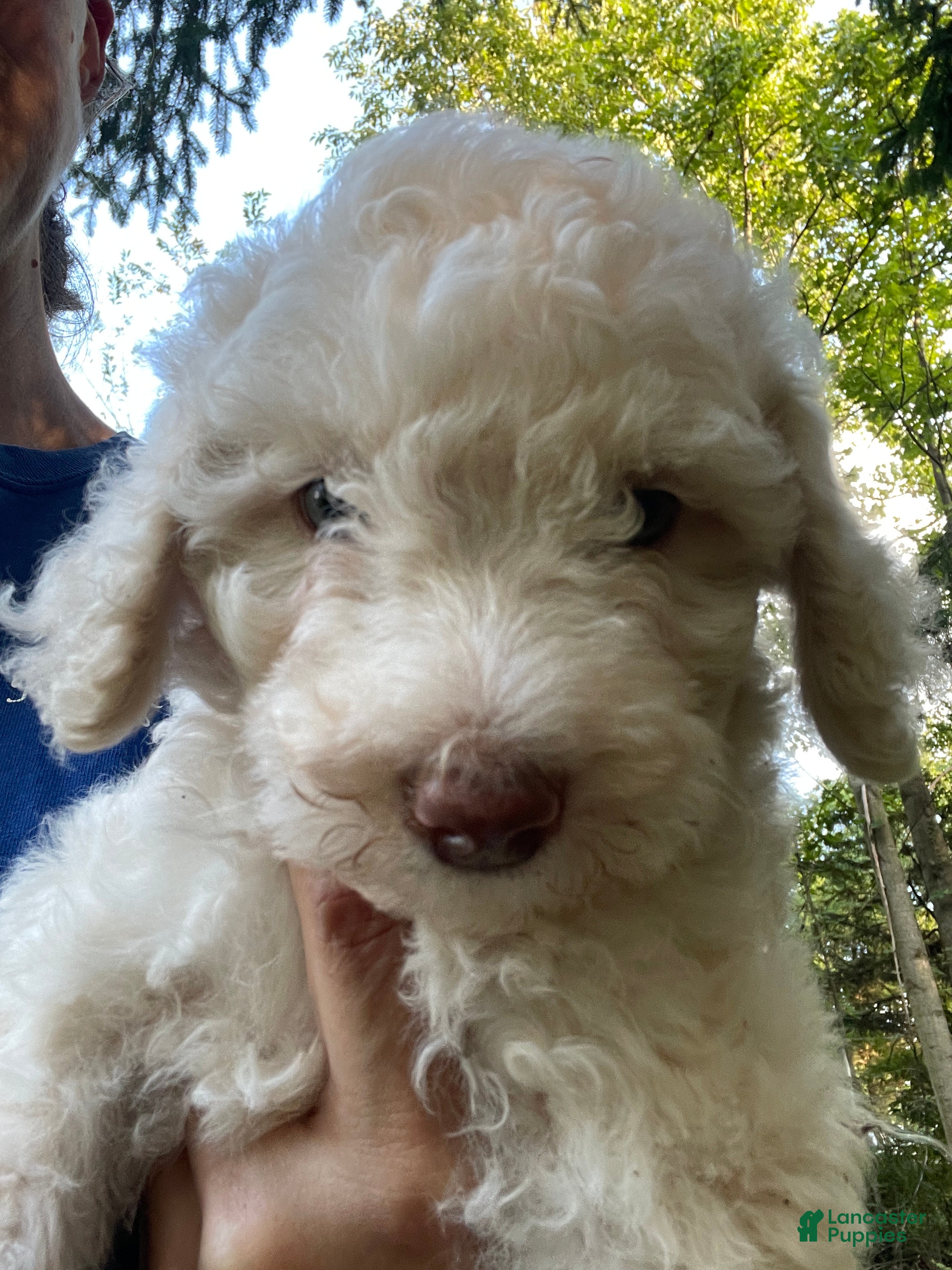 Mini Aussiedoodle dogs Milk  - Ad 2