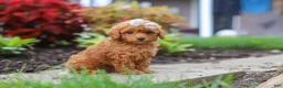 Miniature Poodle dogs for sale: Pippa - Ad 3