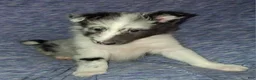 Shetland Sheepdog dogs for sale: Cassius - Ad 7