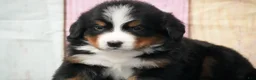 Bernese Mountain Dog dogs for sale: Bernese Mountain Dog Puppy 3 - Ad 2