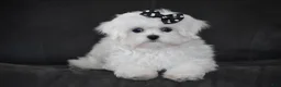 Maltese dogs for sale: Alice - Ad 10