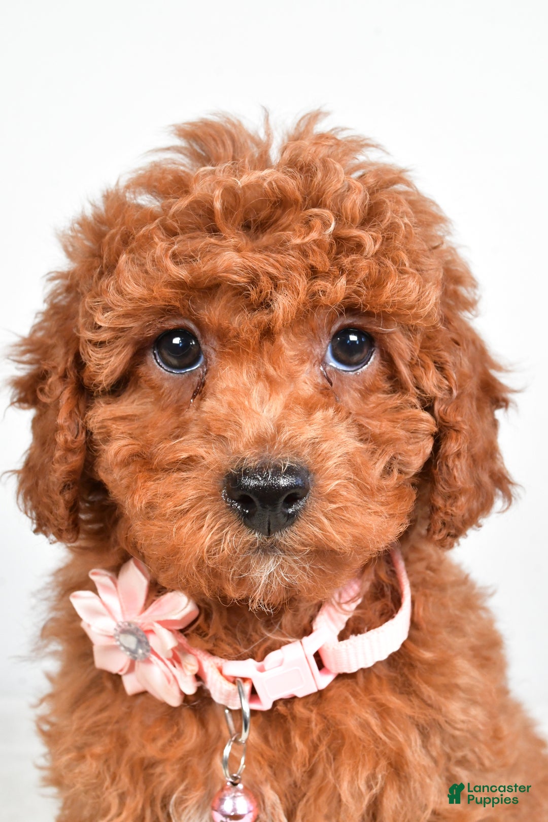 Cavapoo dogs for sale: Serena - Ad 7