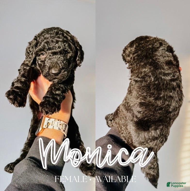 Mixed Breed dogs Monica - Ad 18