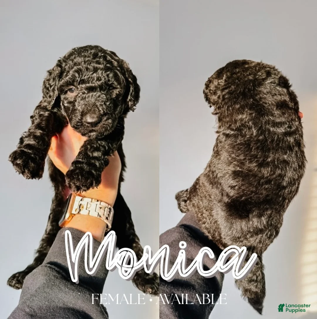Mixed Breed dogs for sale: Monica - Ad 1