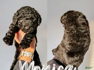 Mixed Breed dogs Monica - Ad 2