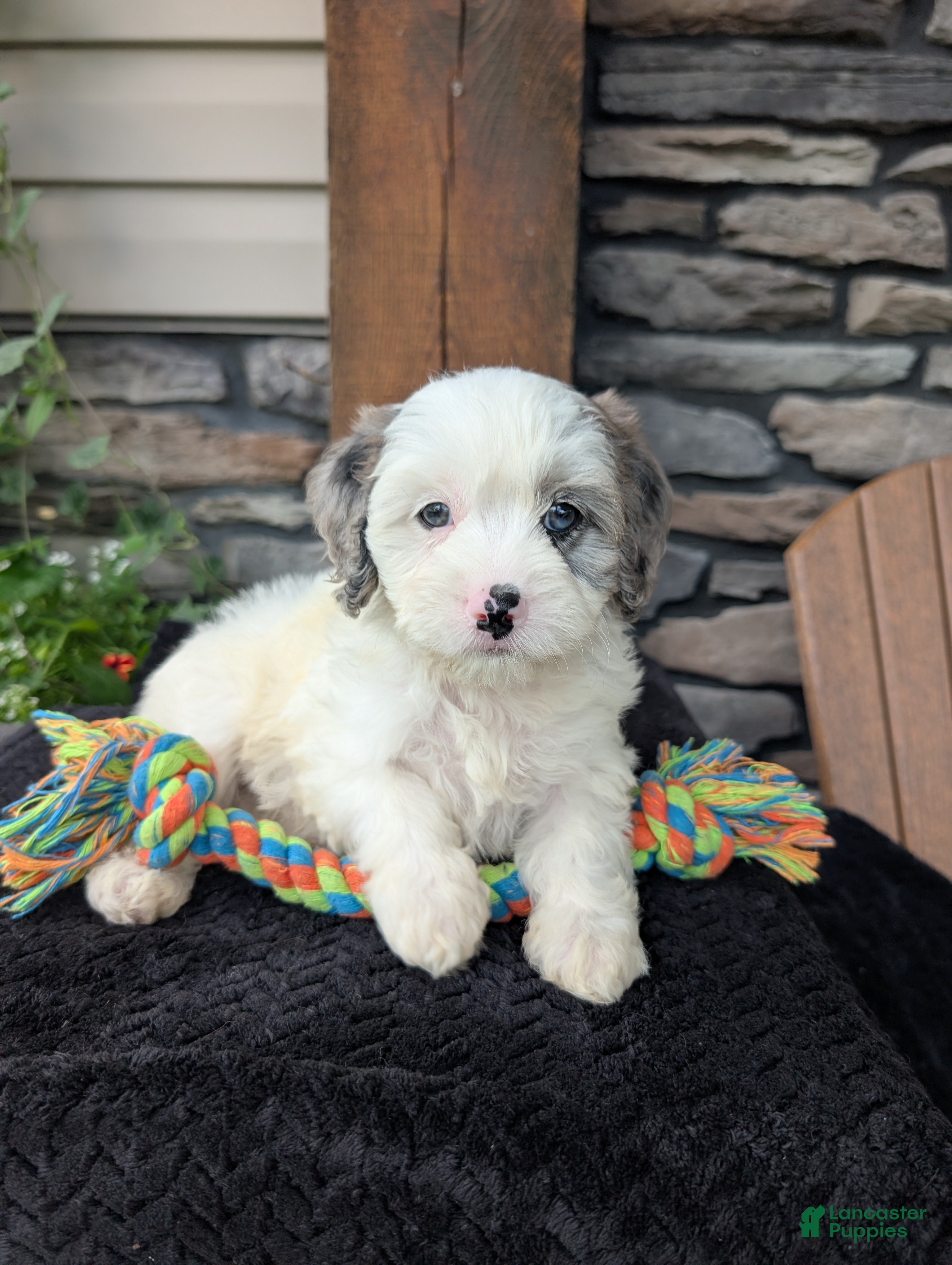 Cavapoo dogs Trio  - Ad 14