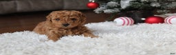 Toy Poodle dogs for sale: Camelia - Ad 2
