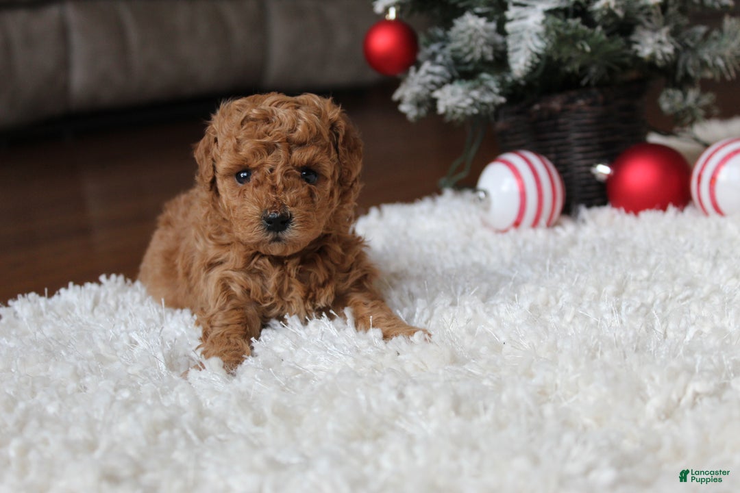 Toy Poodle dogs for sale: Camelia - Ad 2