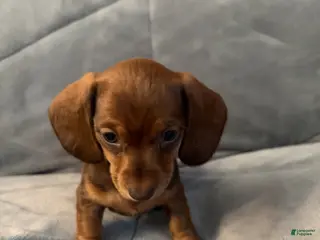 Dachshund dogs for sale: Leia - Ad 4