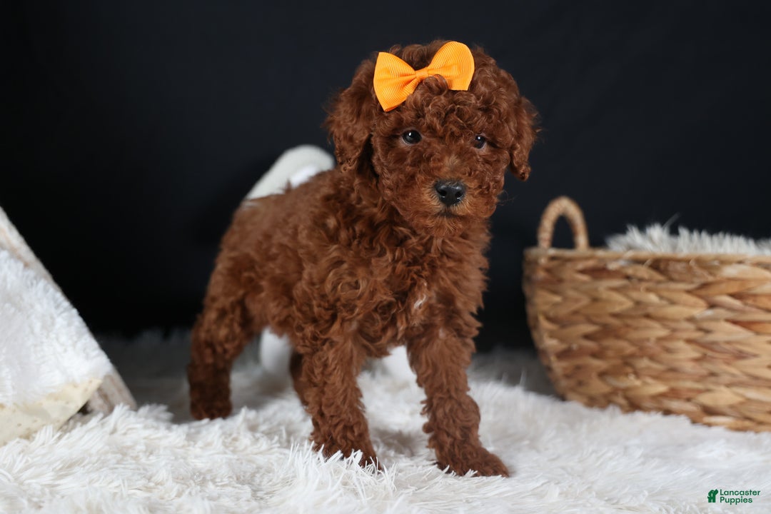 Miniature Poodle dogs for sale: BUDDY - Ad 6