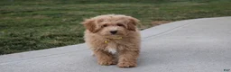Bichpoo dogs for sale: Rowan - Ad 3
