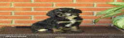 Bernedoodle dogs for sale: Bonnie - Ad 3