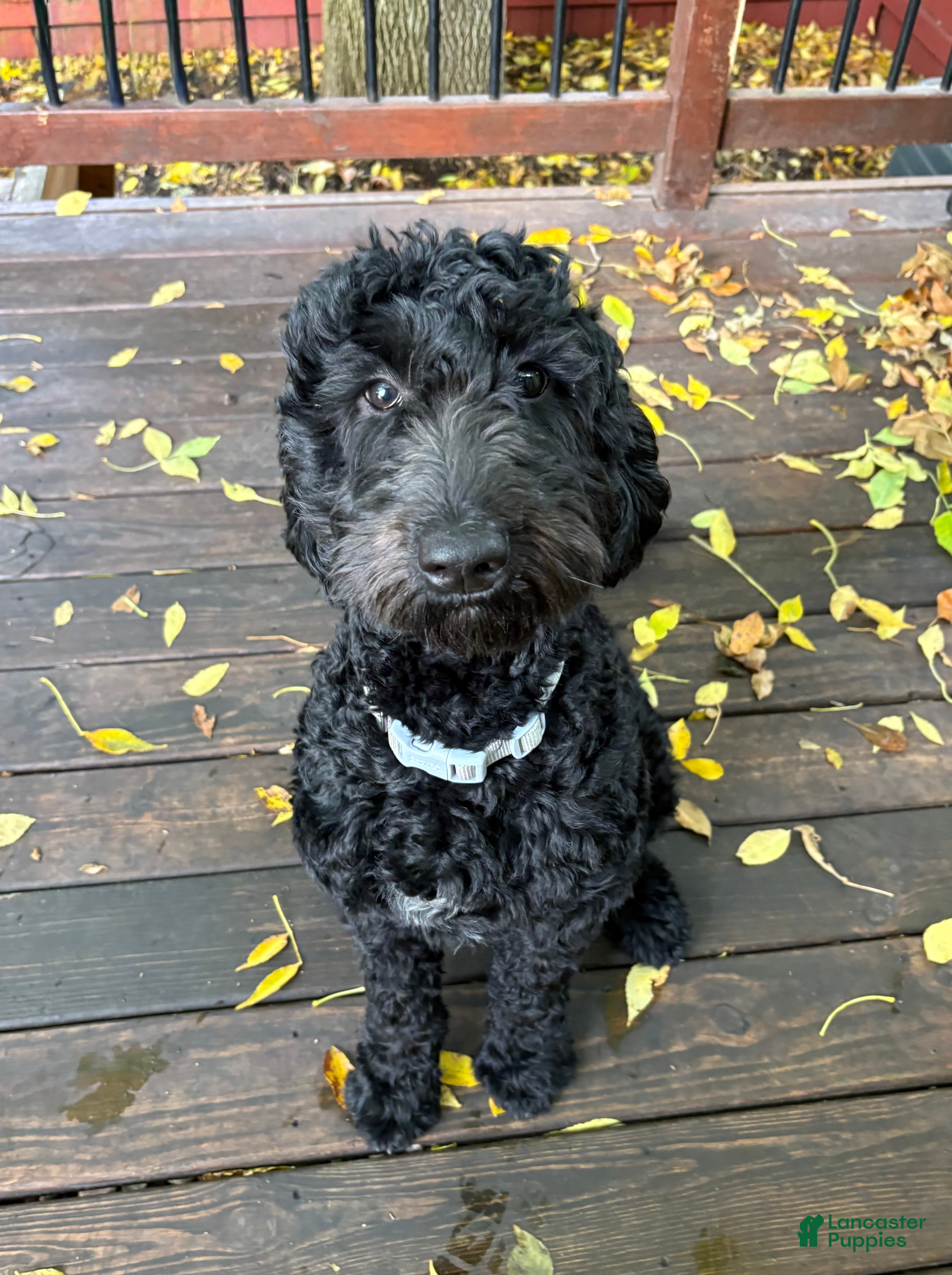 Goldendoodle dogs Lucy - Ad 37