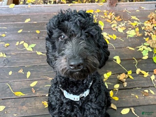 Goldendoodle dogs Lucy - Ad 39