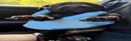 Cane Corso dogs for sale: Miss Raven - Ad 3