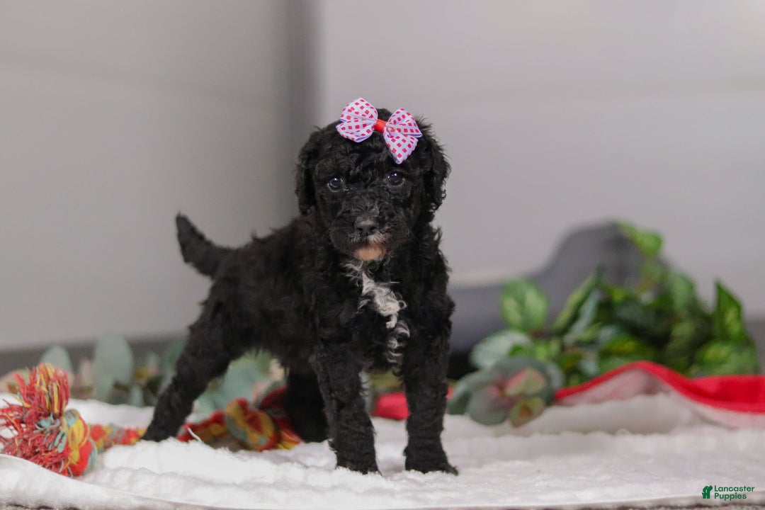 Standard Poodle dogs for sale: Avery - Ad 5