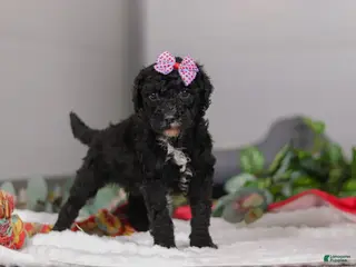 Standard Poodle dogs Avery - Ad 31