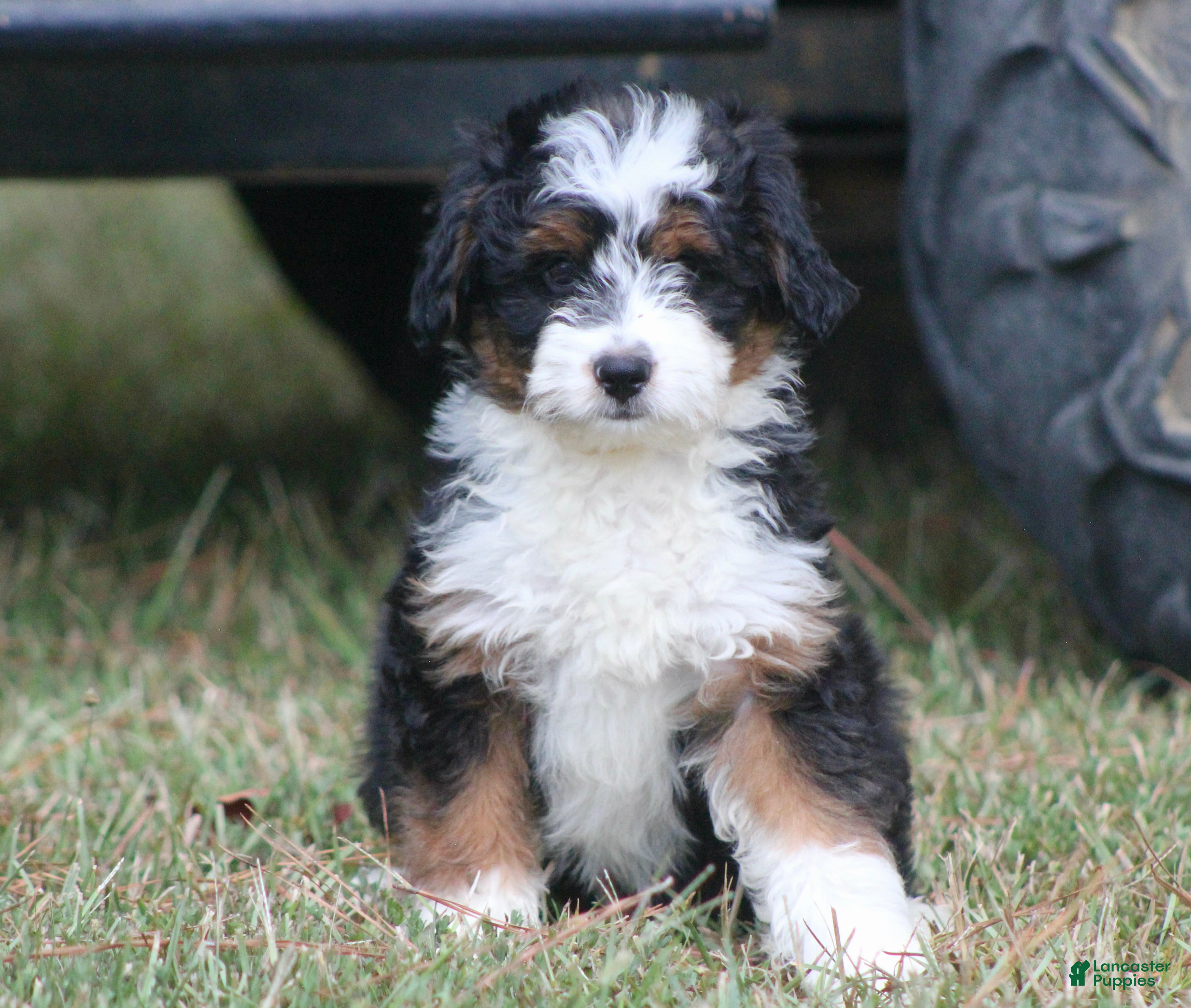 Aussiedoodle dogs Kyle - Ad 1