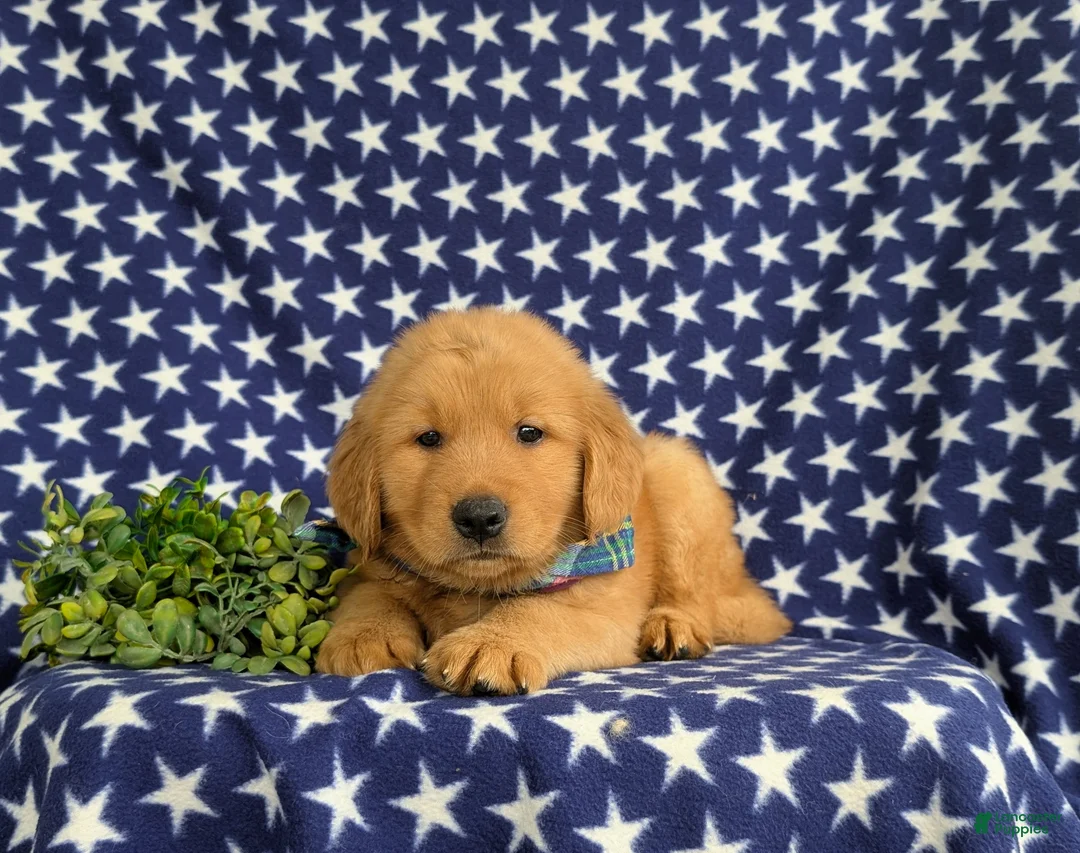 Golden Retriever dogs for sale: Travis AKC Reg - Ad 5