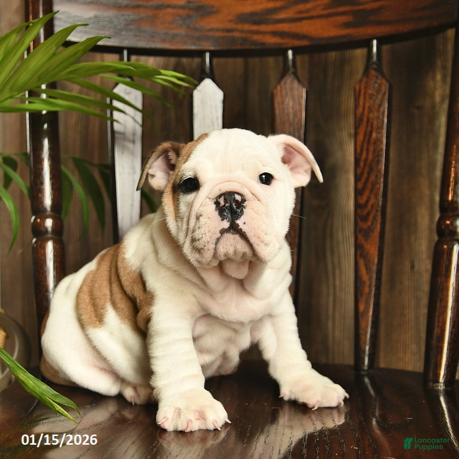 English Bulldog dogs Rain  - Ad 40