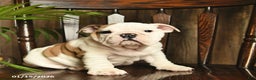 English Bulldog dogs for sale: Rain  - Ad 1