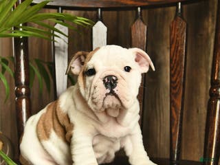 English Bulldog dogs Rain - Ad 42