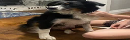 Australian Shepherd dogs for sale: Thing 1 - Ad 8