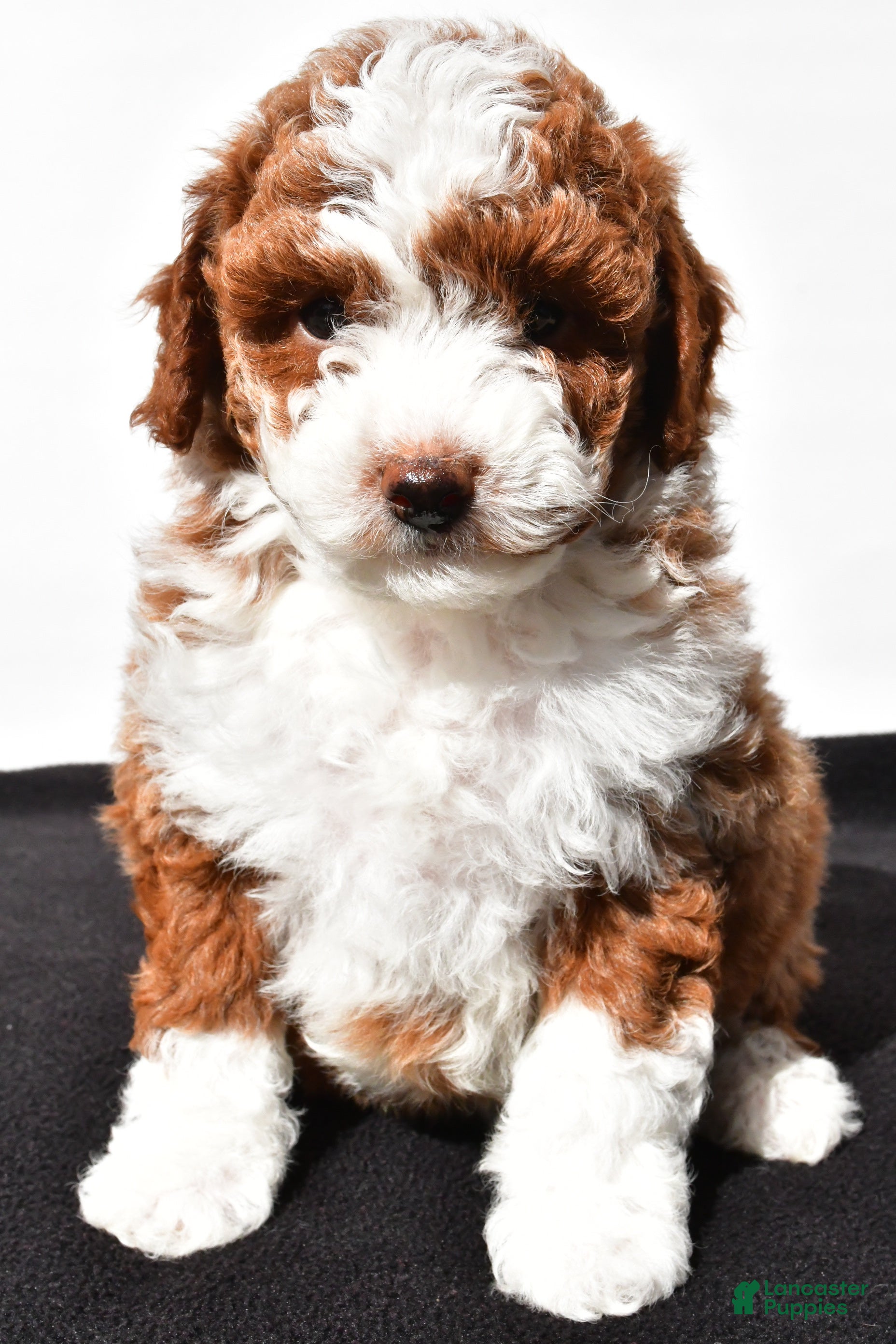 Miniature Poodle dogs Teddy - Ad 2