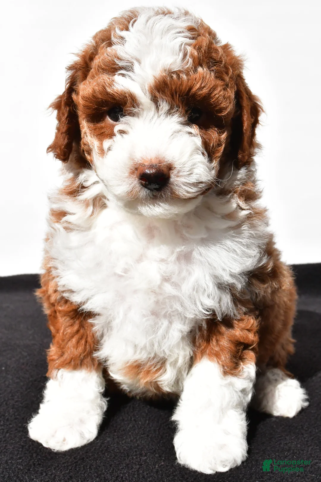 Miniature Poodle dogs for sale: Teddy - Ad 2