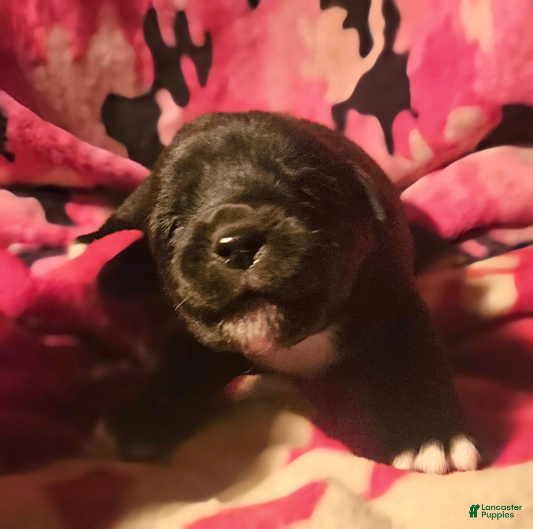 Border Collie dogs for sale: Joker - Ad 6