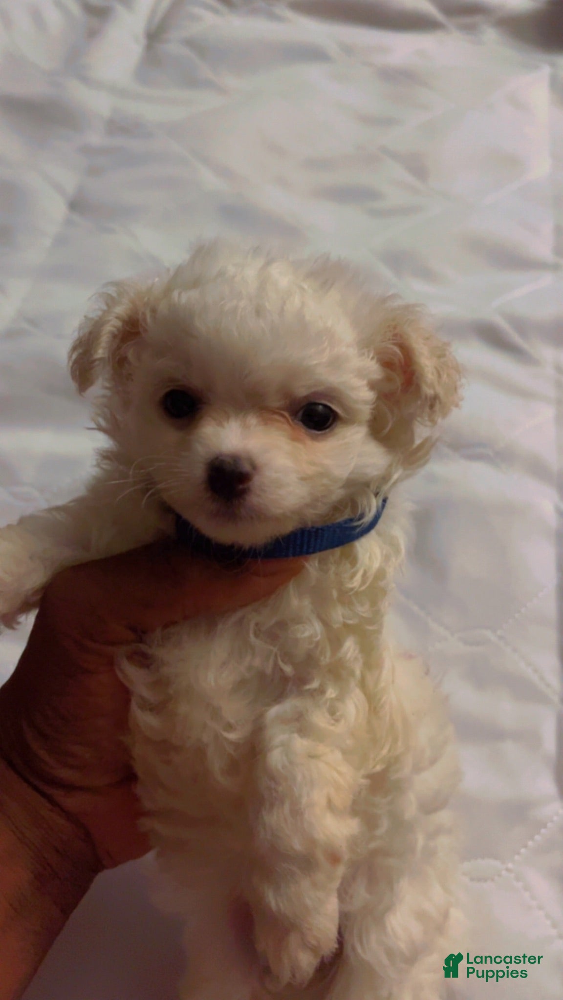 Maltipoo dogs Theodore - Ad 33