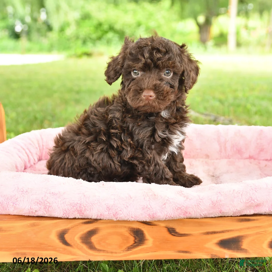 Toy Poodle dogs for sale: Archie - Ad 1