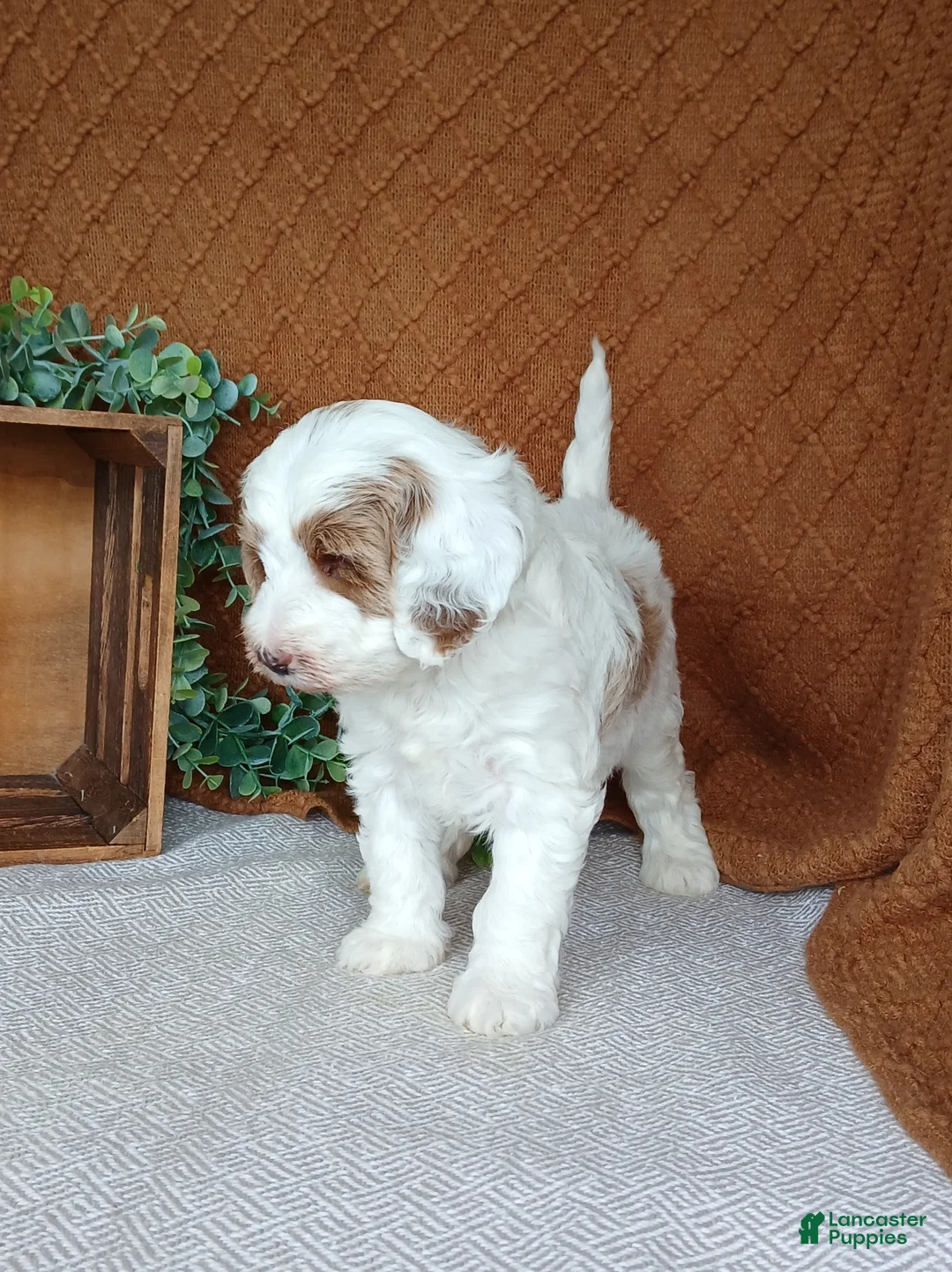 Cavapoo dogs for sale: Glory - Ad 4