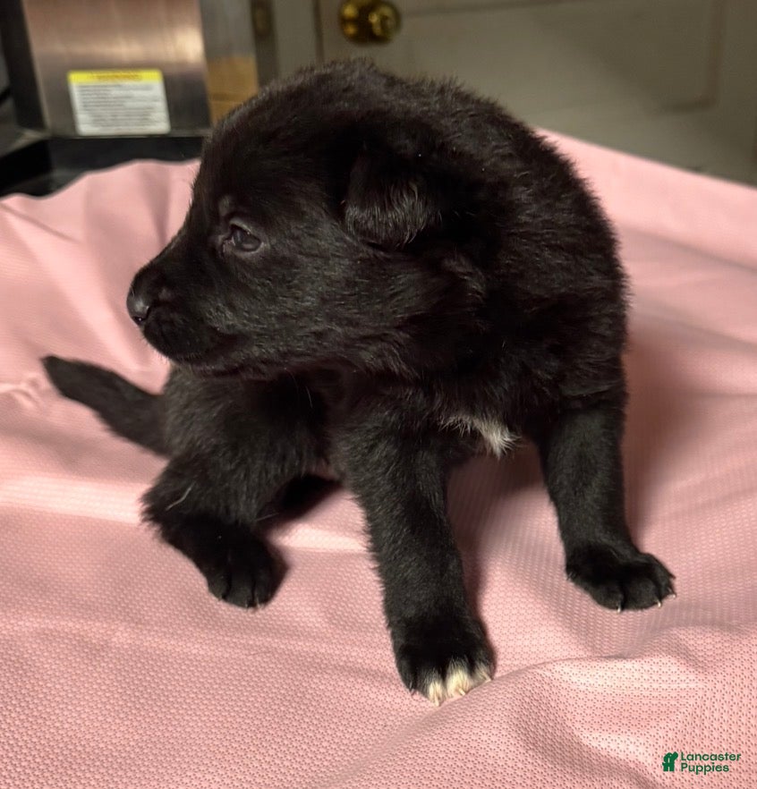 Gerberian Shepsky dogs Gerberian Shepsky Puppy 7 Female - Ad 11