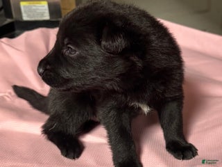 Gerberian Shepsky dogs Gerberian Shepsky Puppy 7 - Ad 28